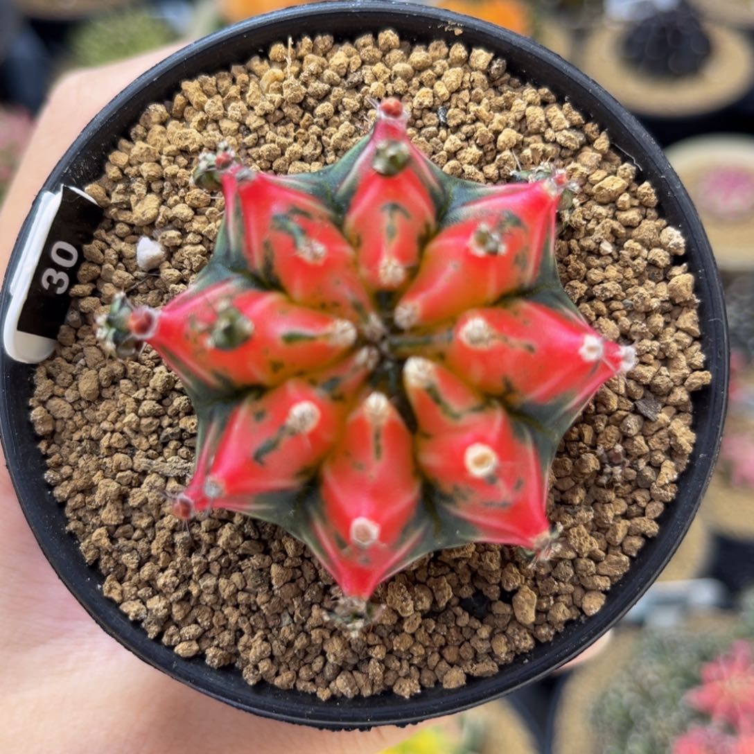 太阳花 米哈仙人球