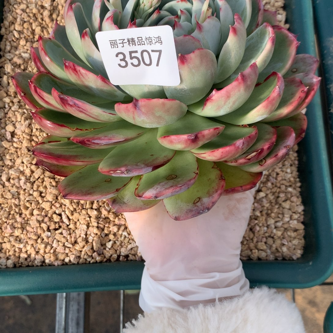 灼***华3507一物一拍18厘米寄养