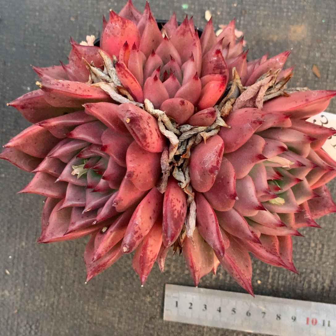 3817杂交精品基地14厘米