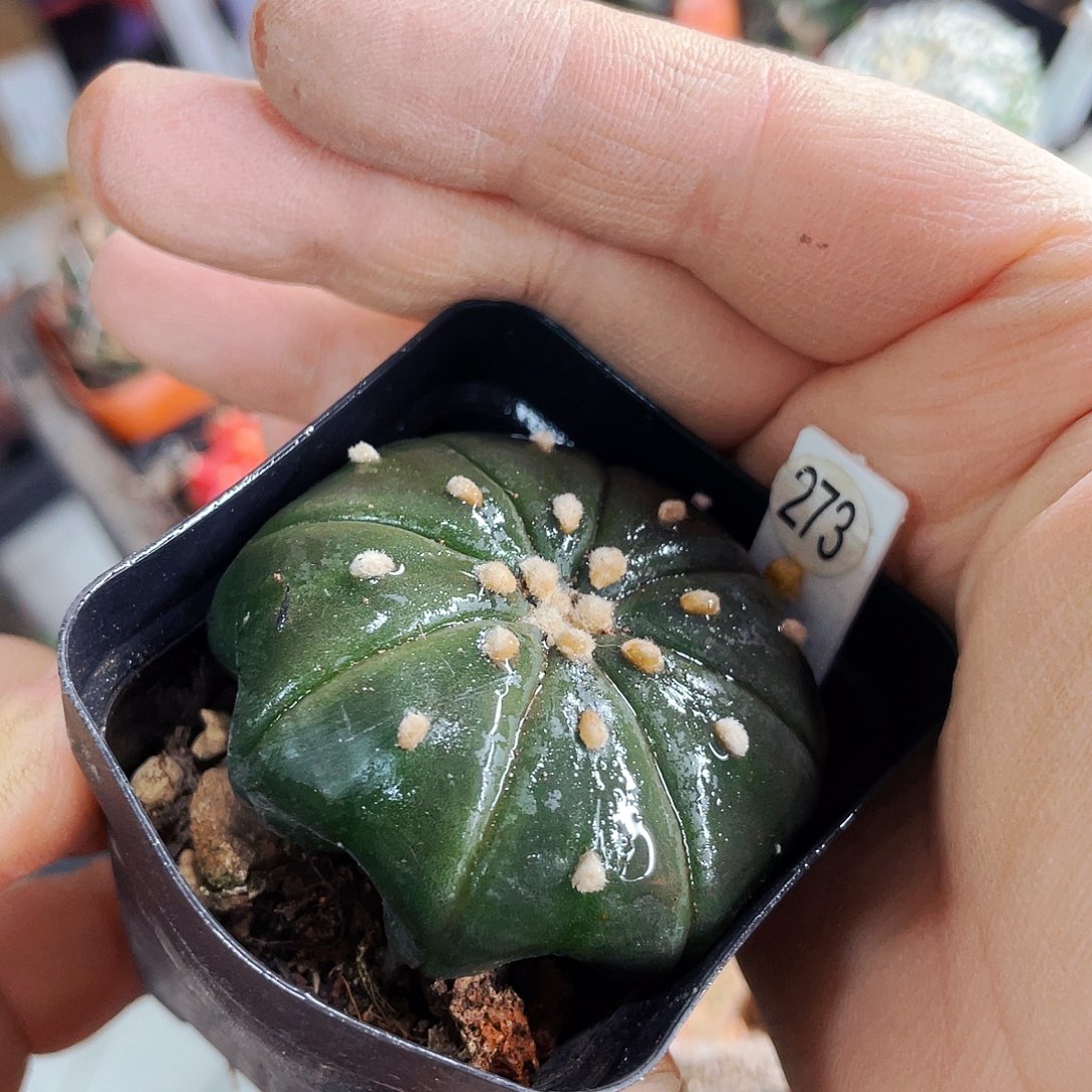 非偏远地区满25包邮仙人球