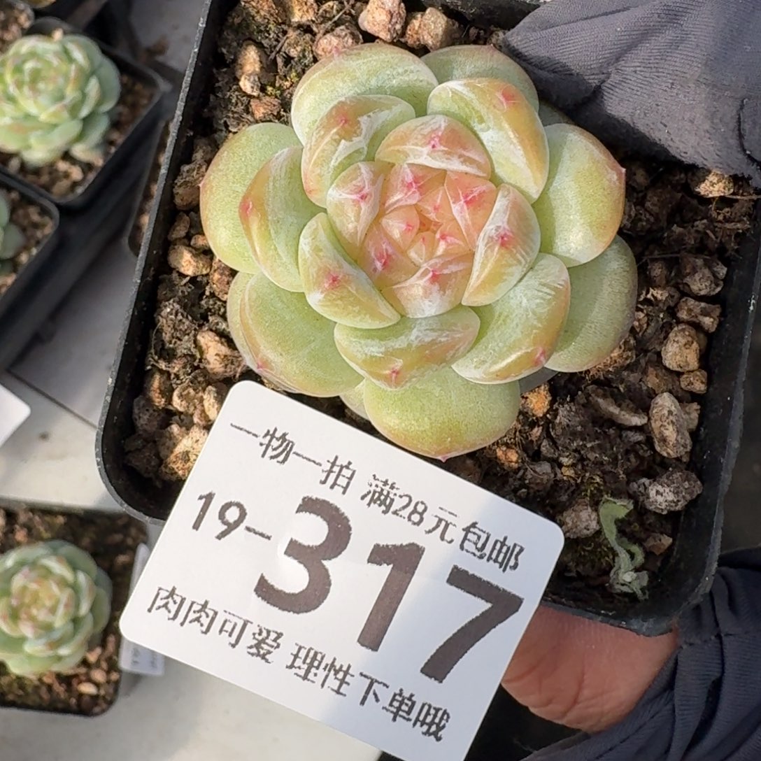 玉钻无盆土发货无