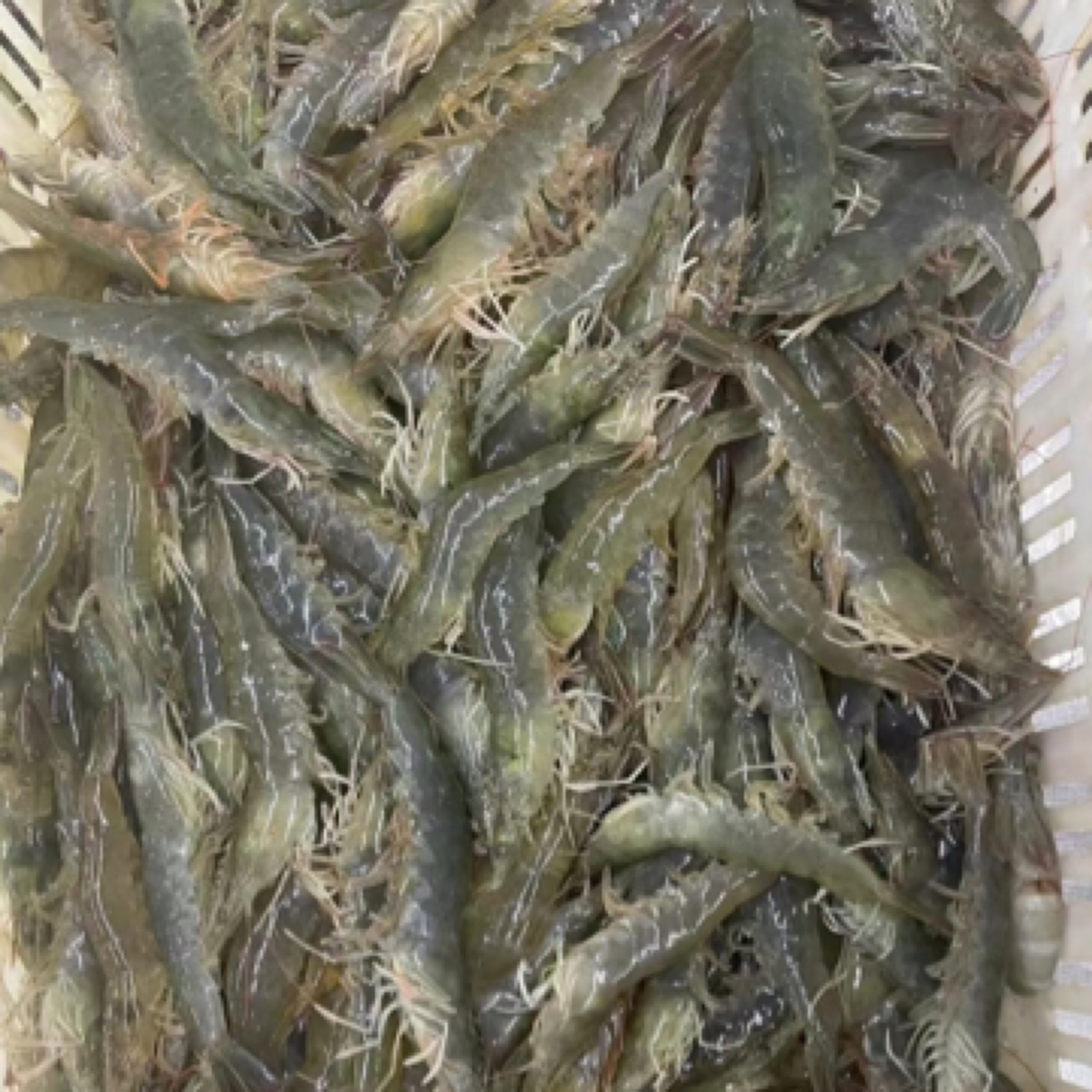 一斤鲜活小明虾海虾基围虾对虾500g