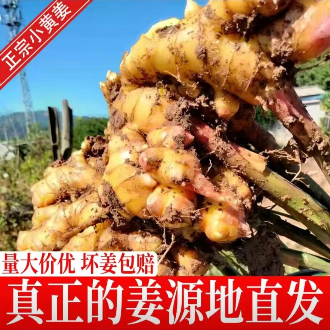 贵州高山小黄姜老姜月子姜调味姜姜香浓郁