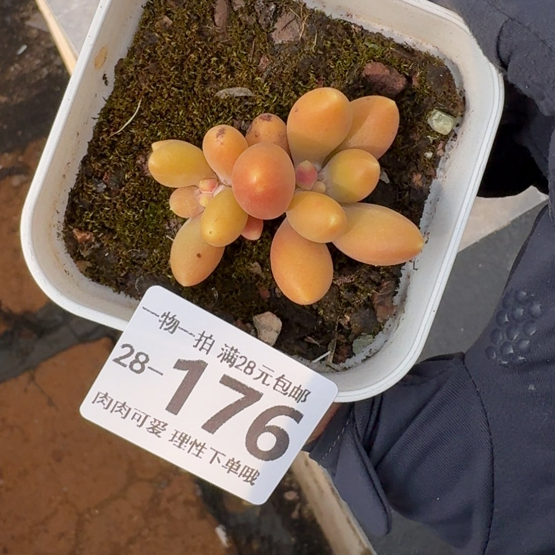 金蝉无盆土发货无盆