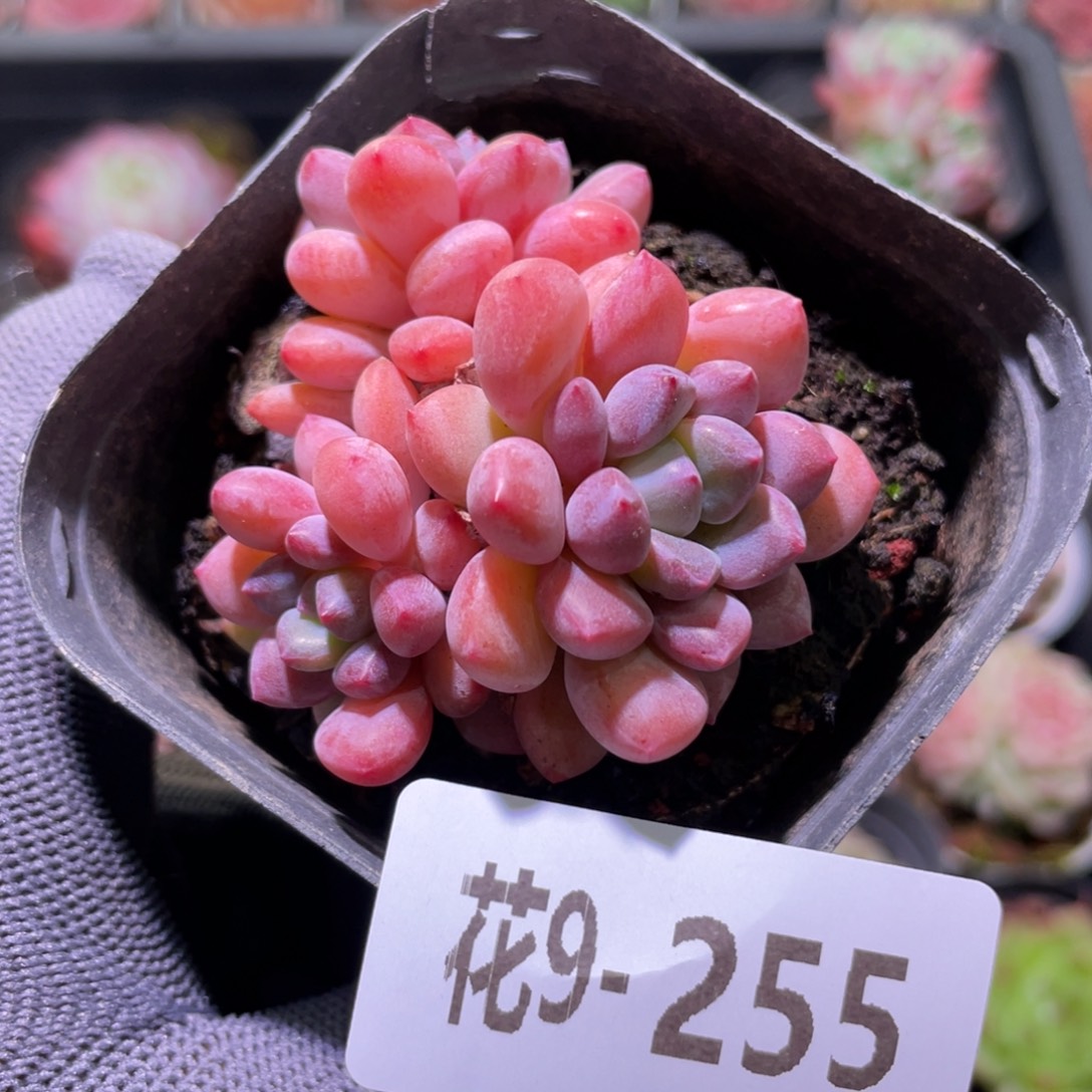 花利美9-255冰彤 