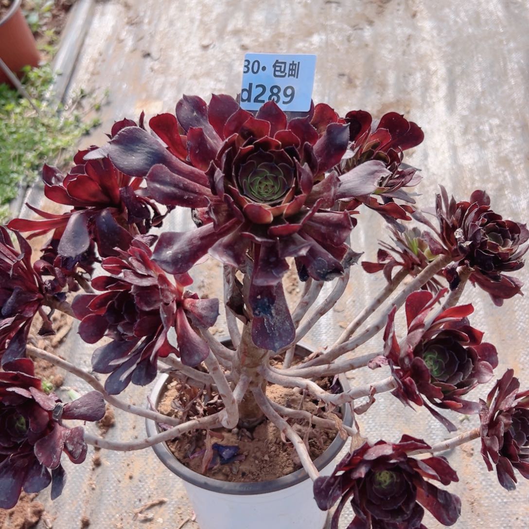 289 萝莉多肉法师