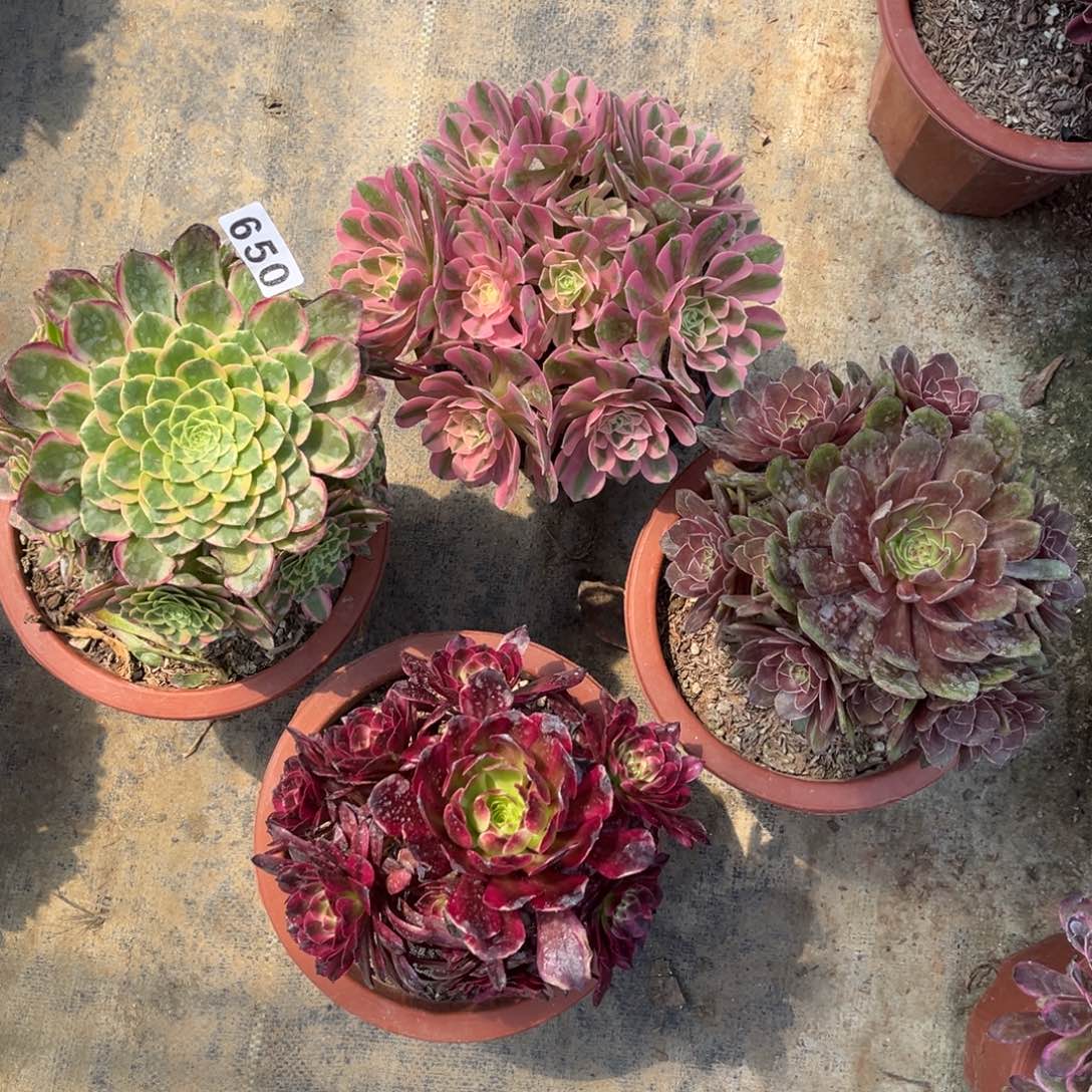 【闪购商品】套餐650多肉