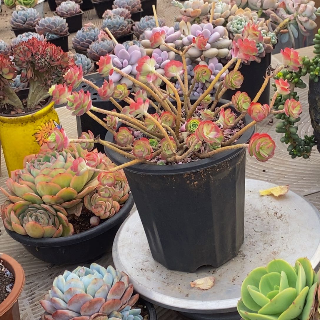 遵****丽48包邮一物一拍多肉植物