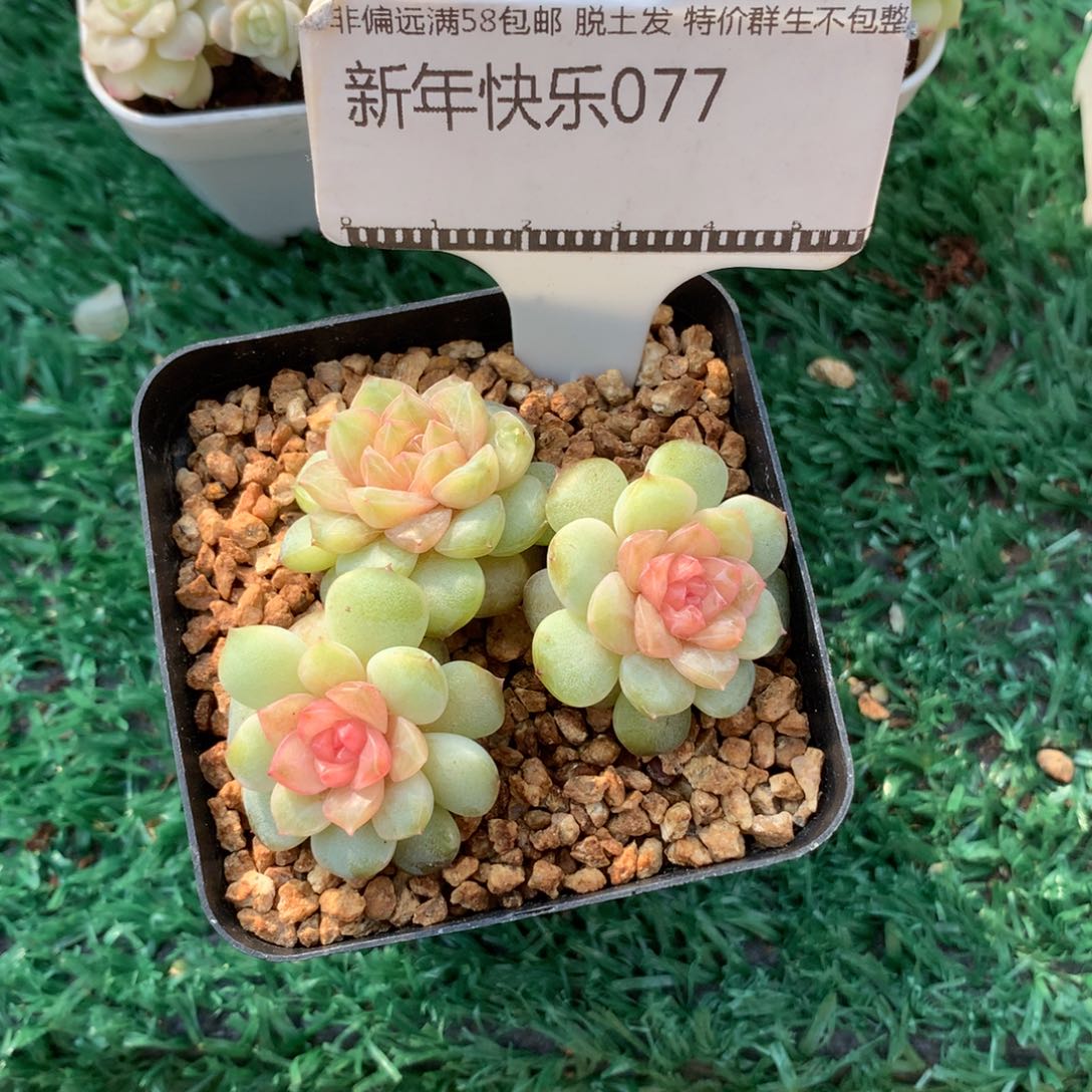 梦幻珍妮群58包邮