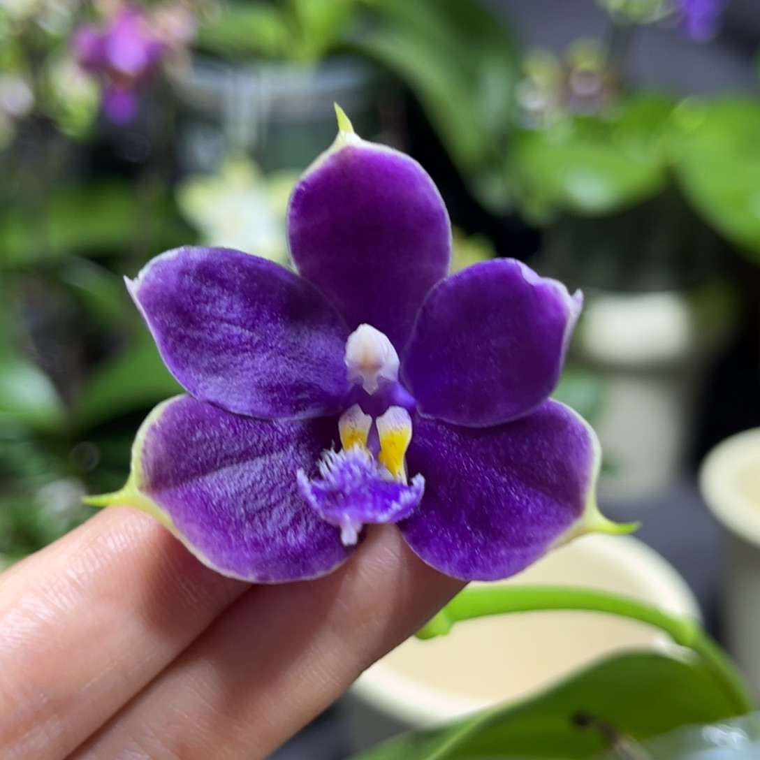 完全开放2.5寸yc39开花株
