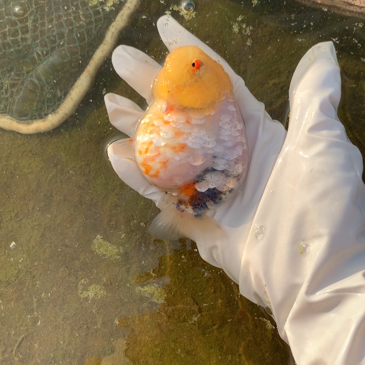 金鱼特色白玉麒麟