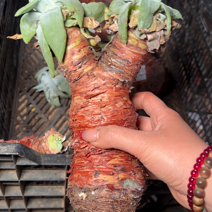 202哈哈哈哈哈哈哈哈哈