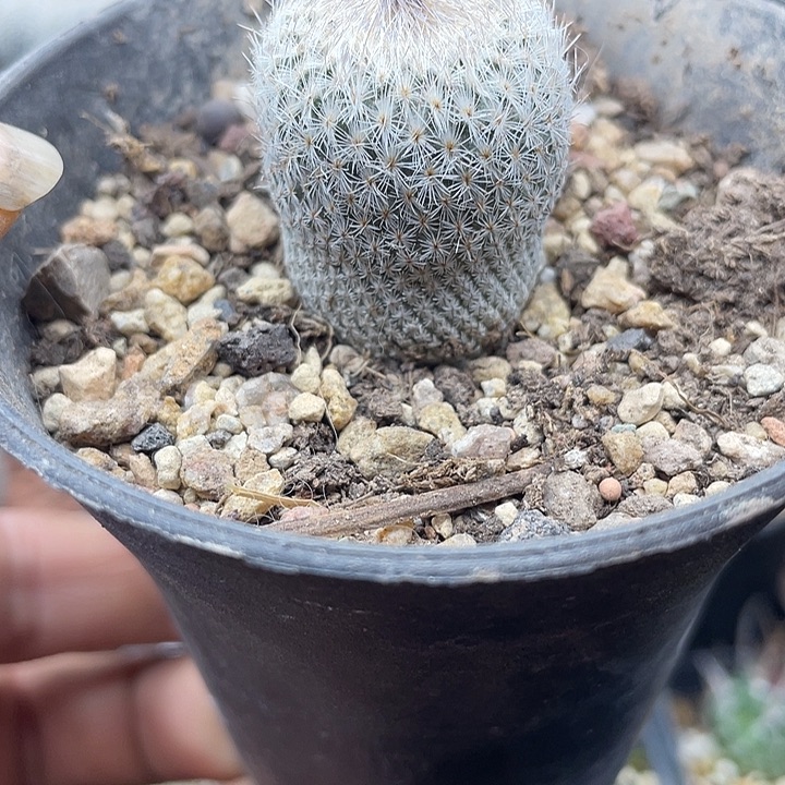 月世界一颗颗包邮