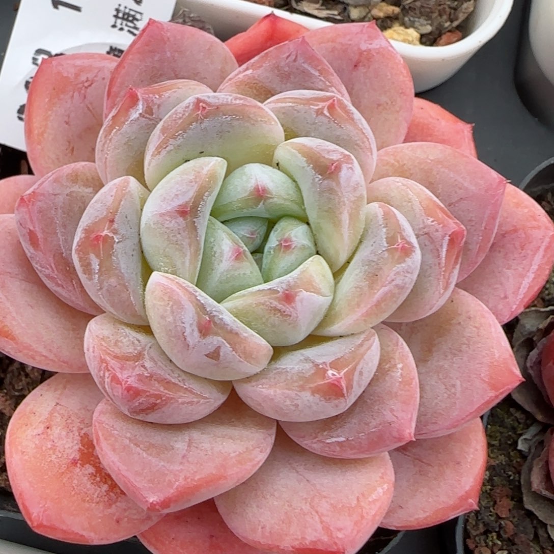 花语逸镜0116-293软糖