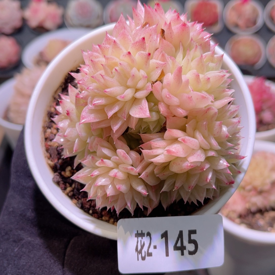 红陶花利美2-145麦秆群