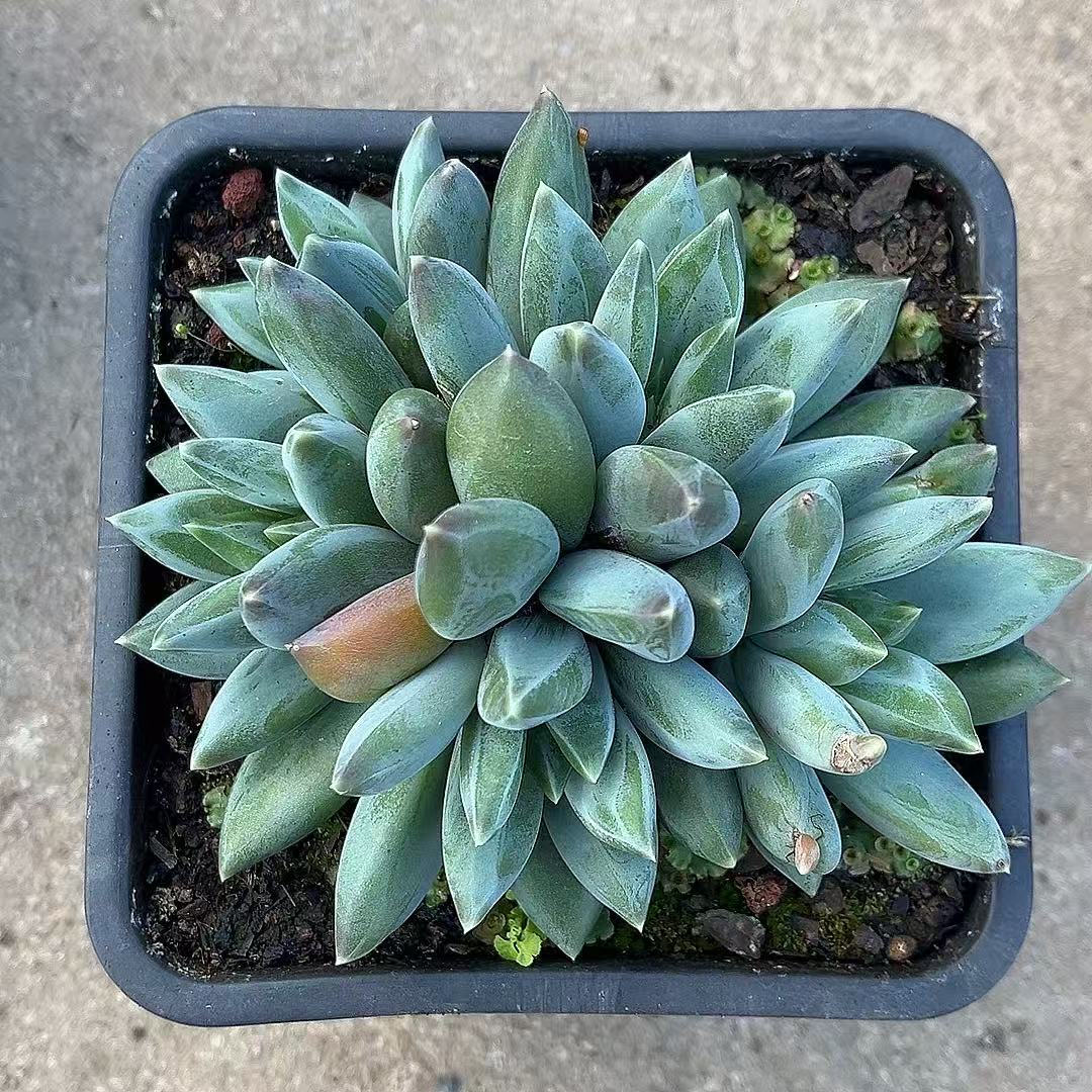 满15包邮（重楼）多肉植物 三头起 吸甲醛 净化空气 防辐射 暗纹系 