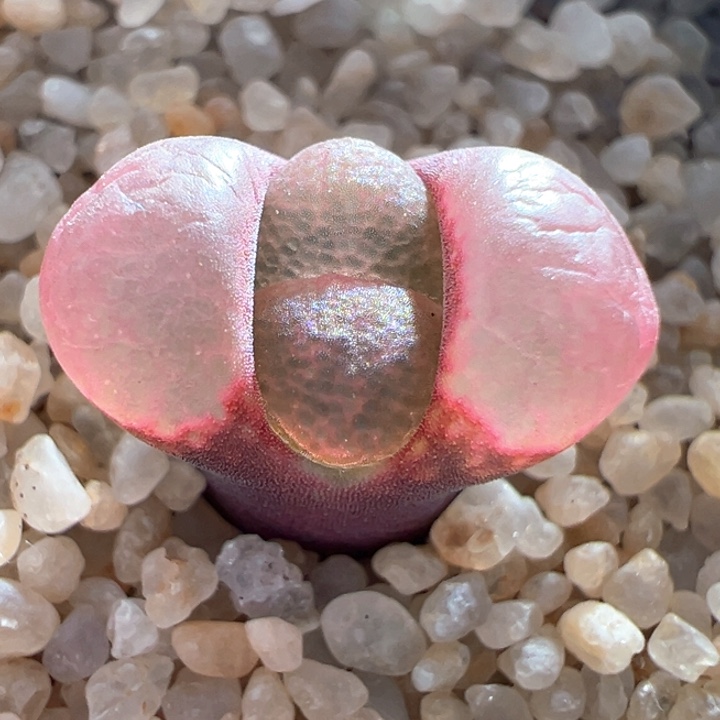 A907。 优选超好看c10x贝瑞公主。  