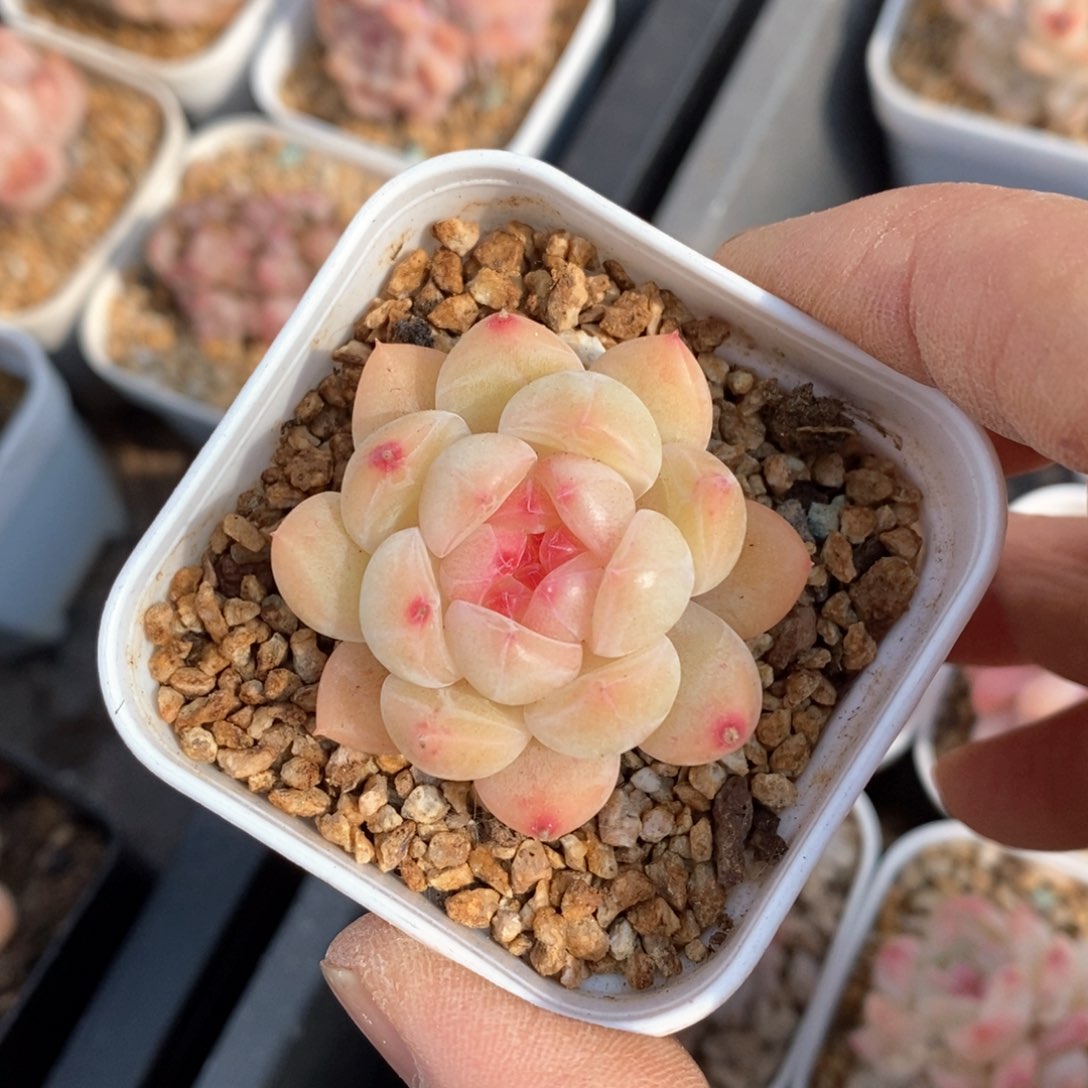 精品多肉一物一拍不包整64