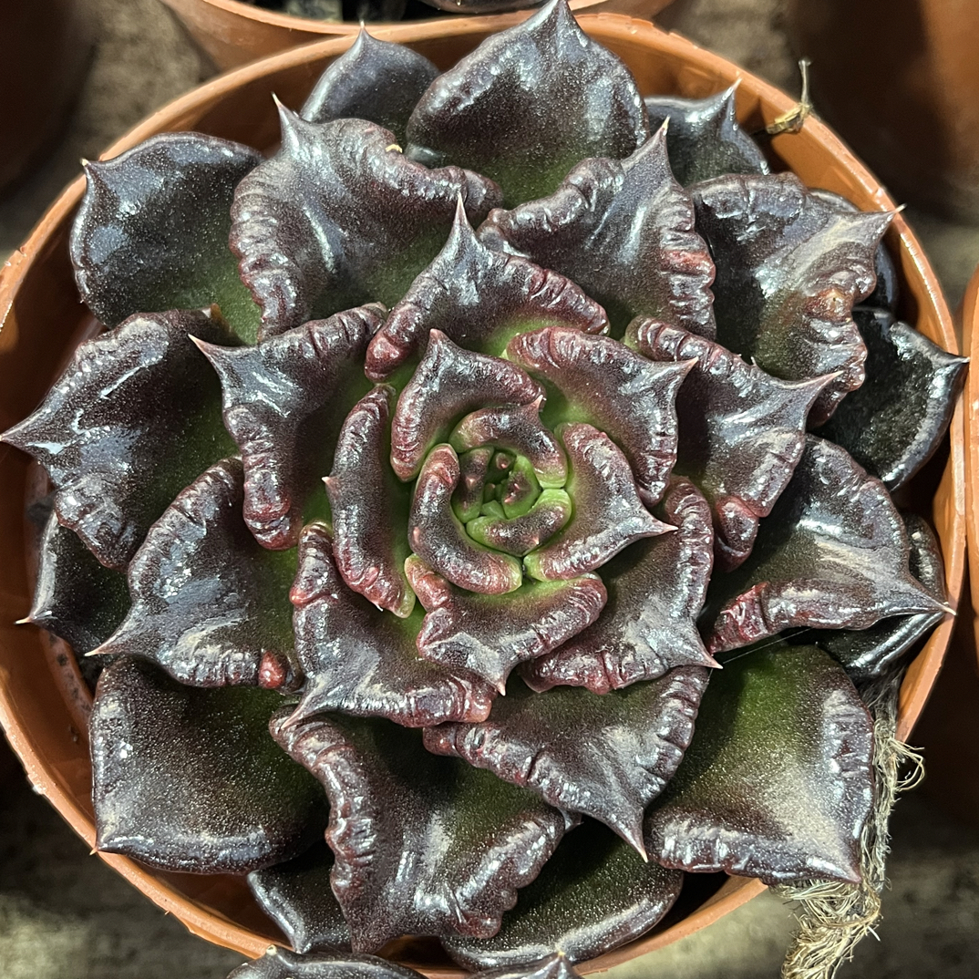 【任意下单即包邮】黑饺子皮9-10厘米多肉植物，脱土发货