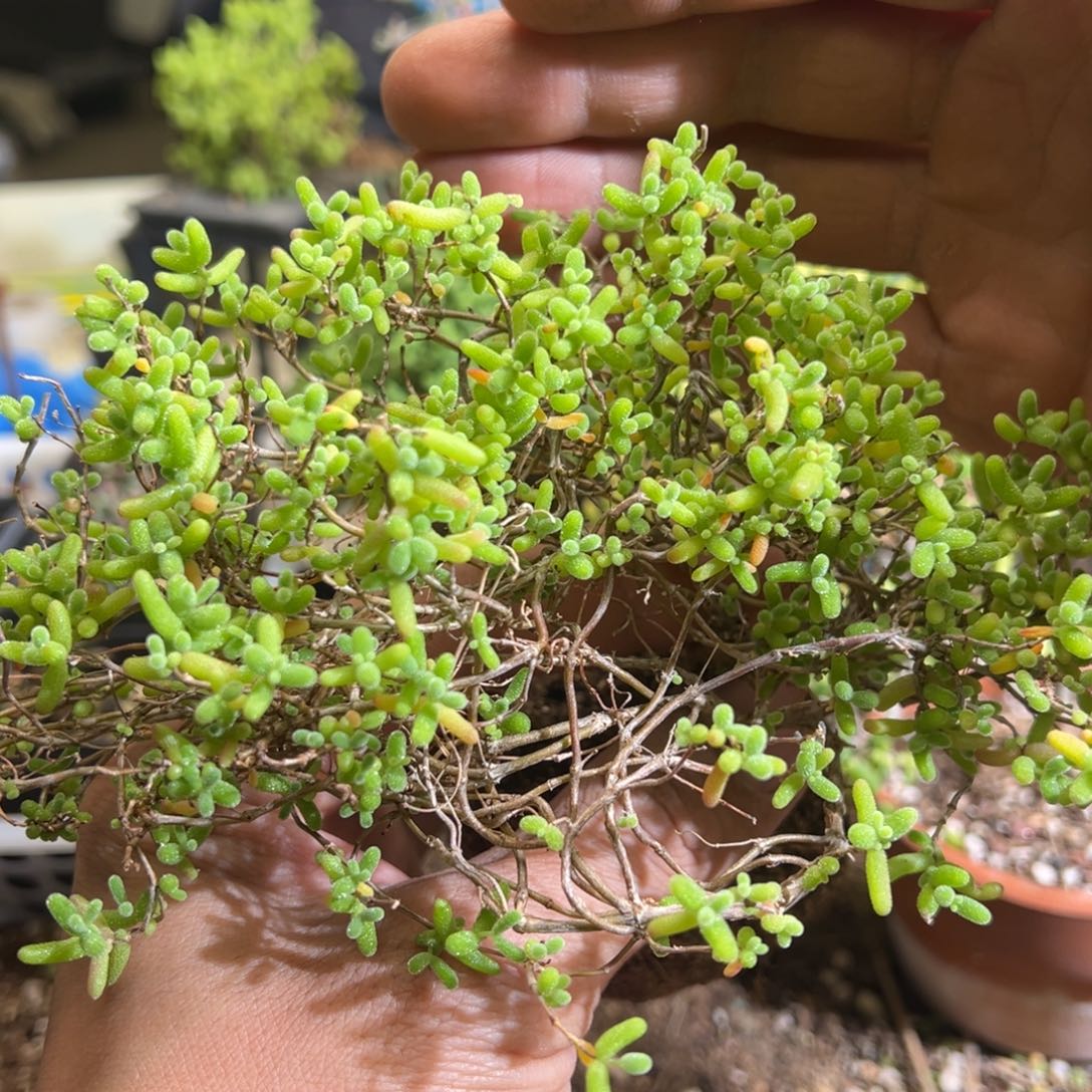 蜜橘乱七八糟老桩福利90