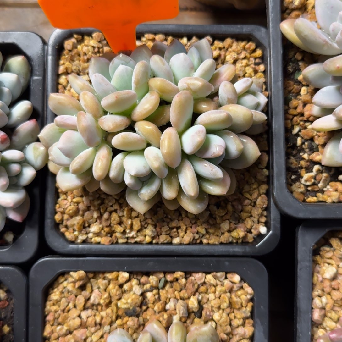 小米雪1111111111111111111111