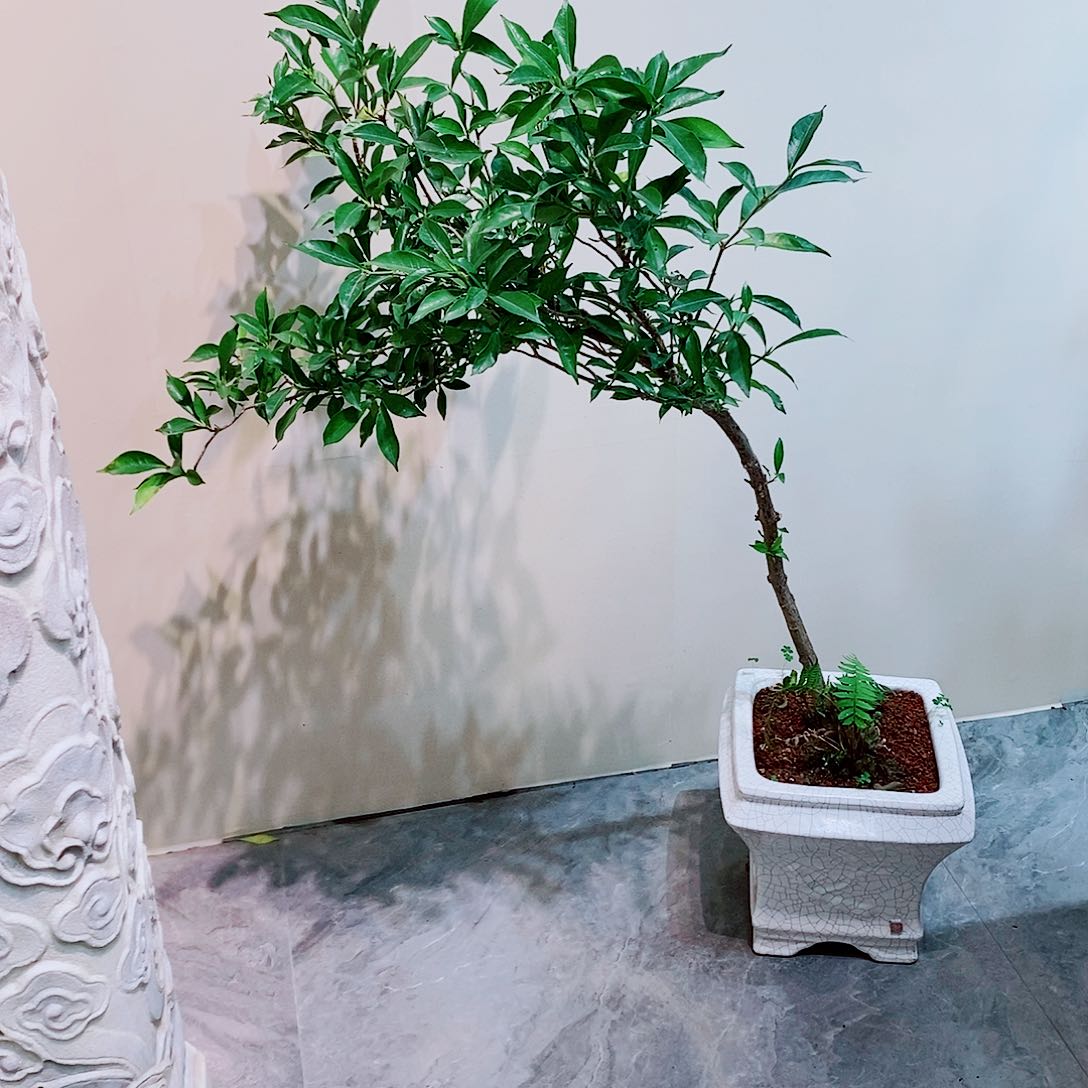 海岛栀子花一物一拍