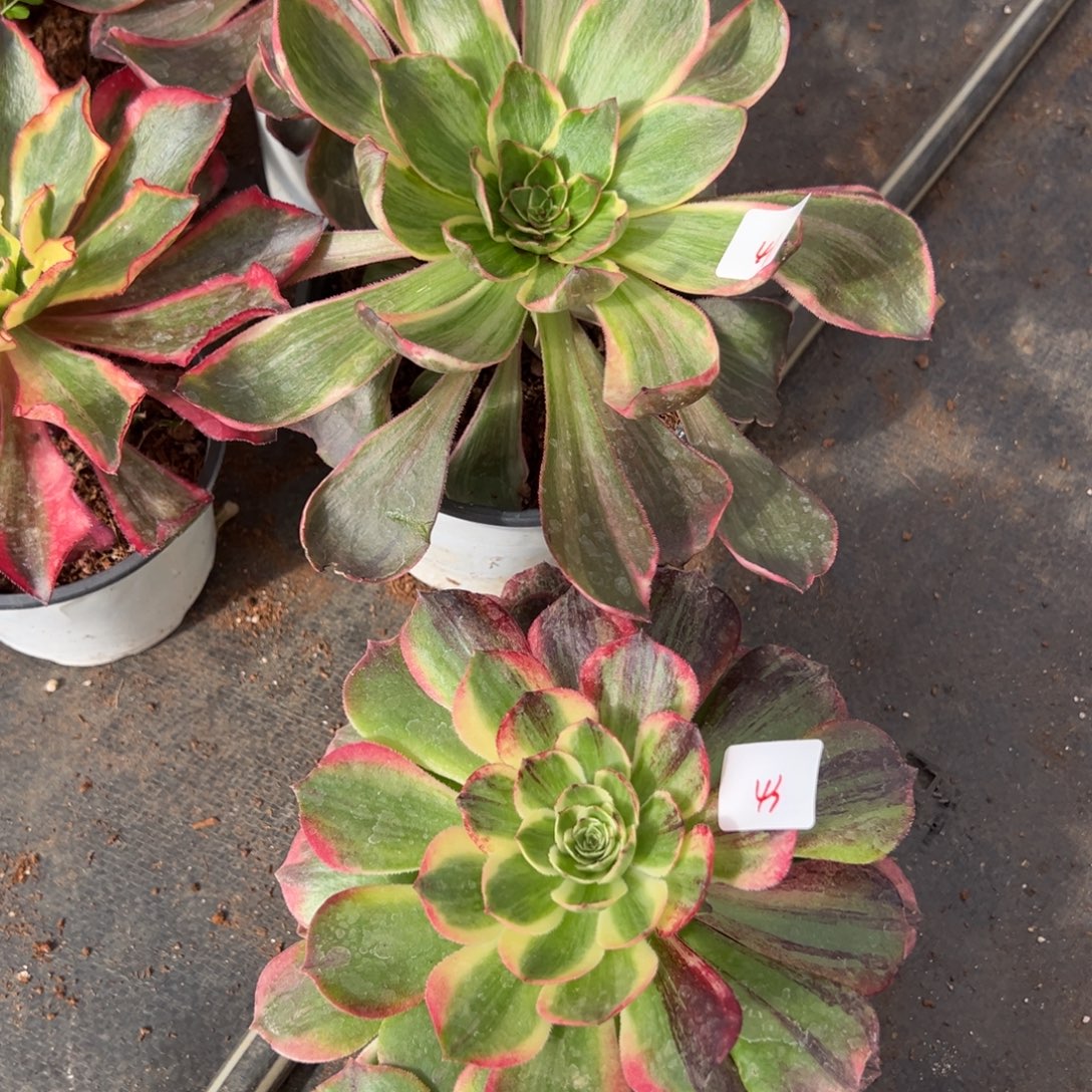 4143恶魔之眼伯爵25多肉