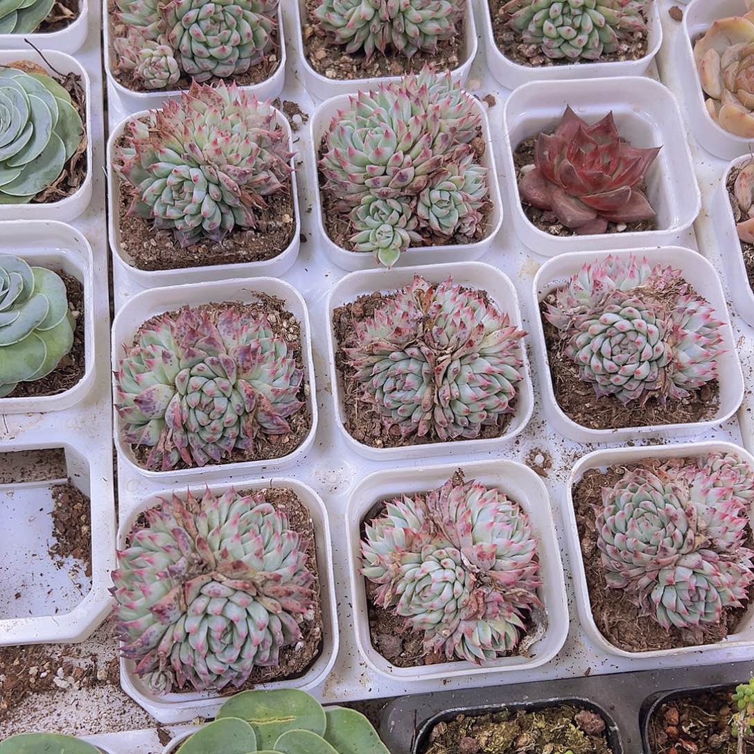 梦瑶群19包邮多肉植物