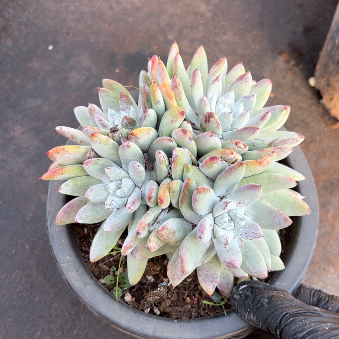 516四头赛丽娜群生多肉