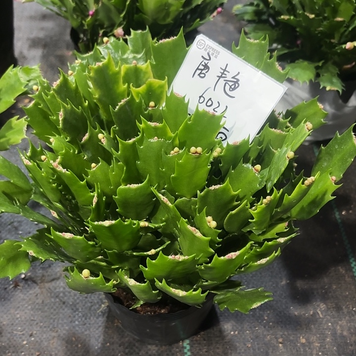 唐****当前无花栽培后可以开花
