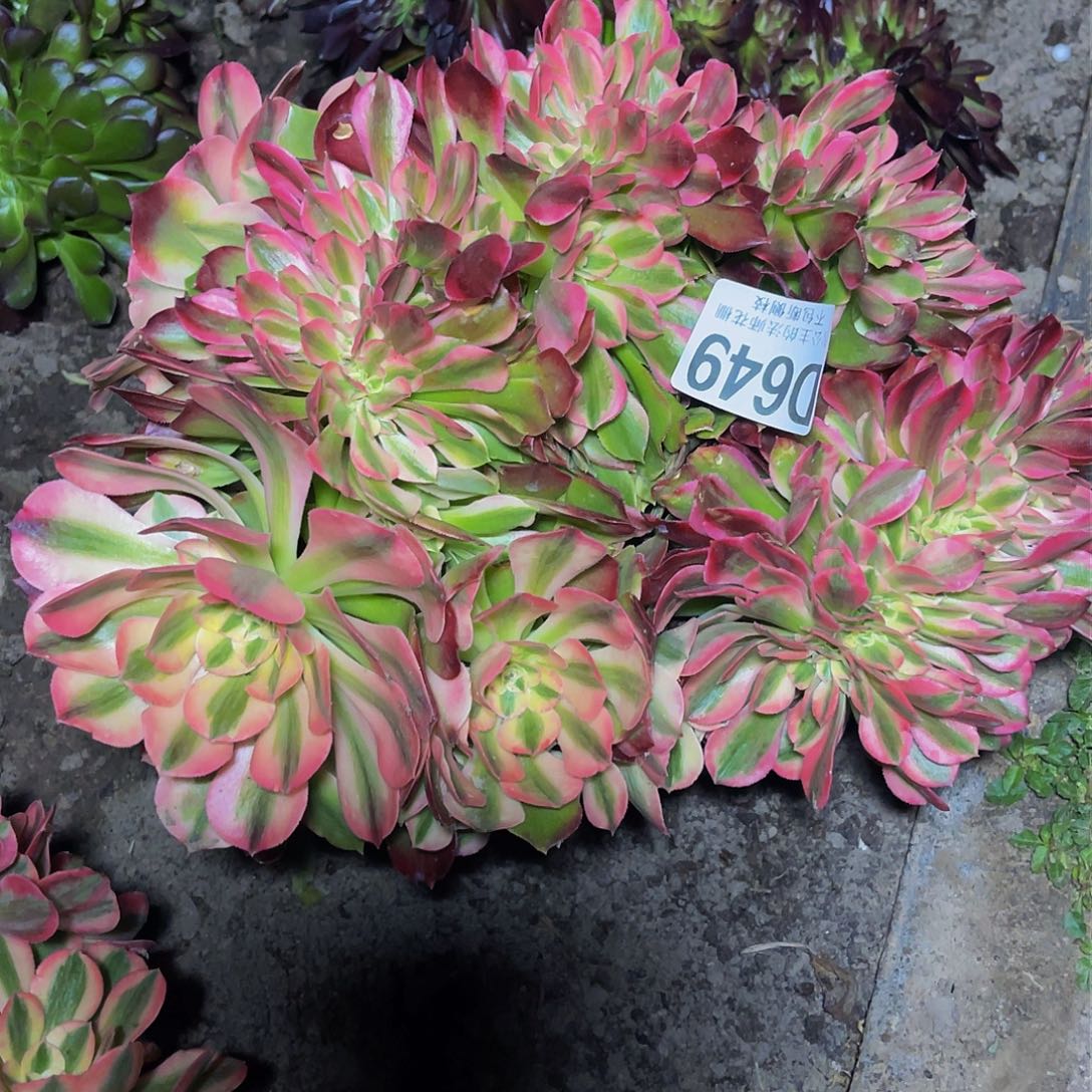 法师法师28–40包邮法师