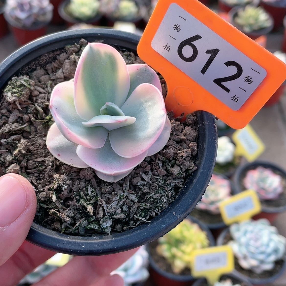 【闪购商品】612号