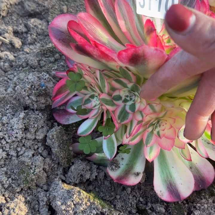 5110南荔枝多肉植物