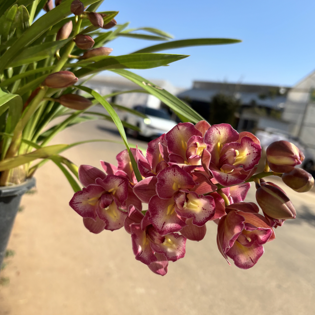 三星蝶——大花蕙兰（0度以下拍保温棉不拍冻坏不售后）