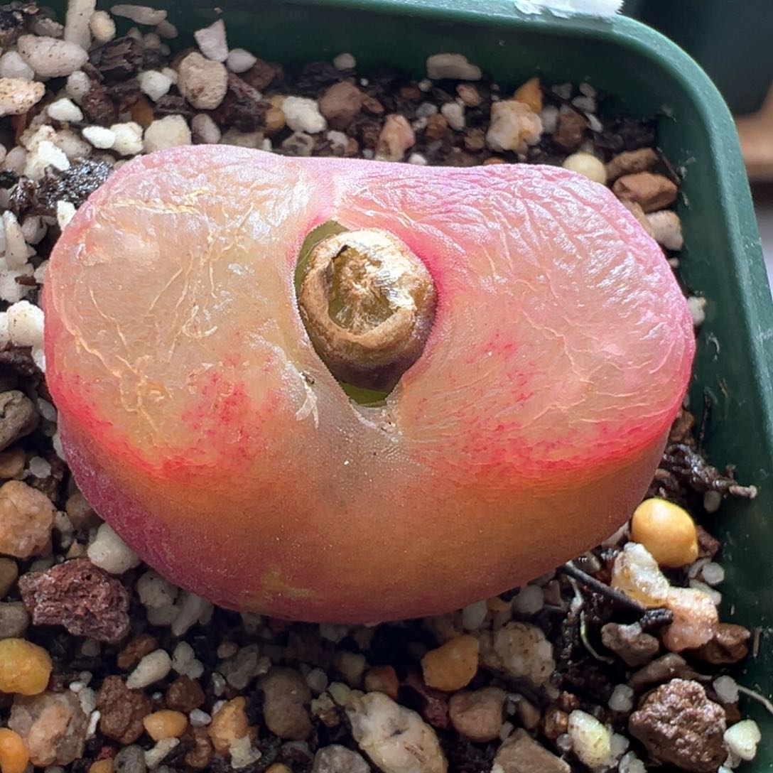 96优选大毛母本一颗