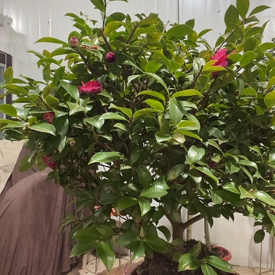 无花朵123456789000