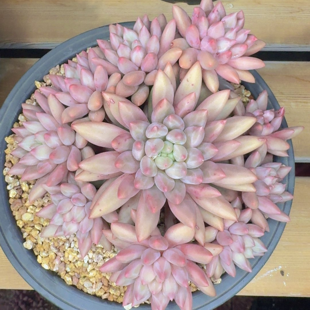 多肉植物和植物等植物为