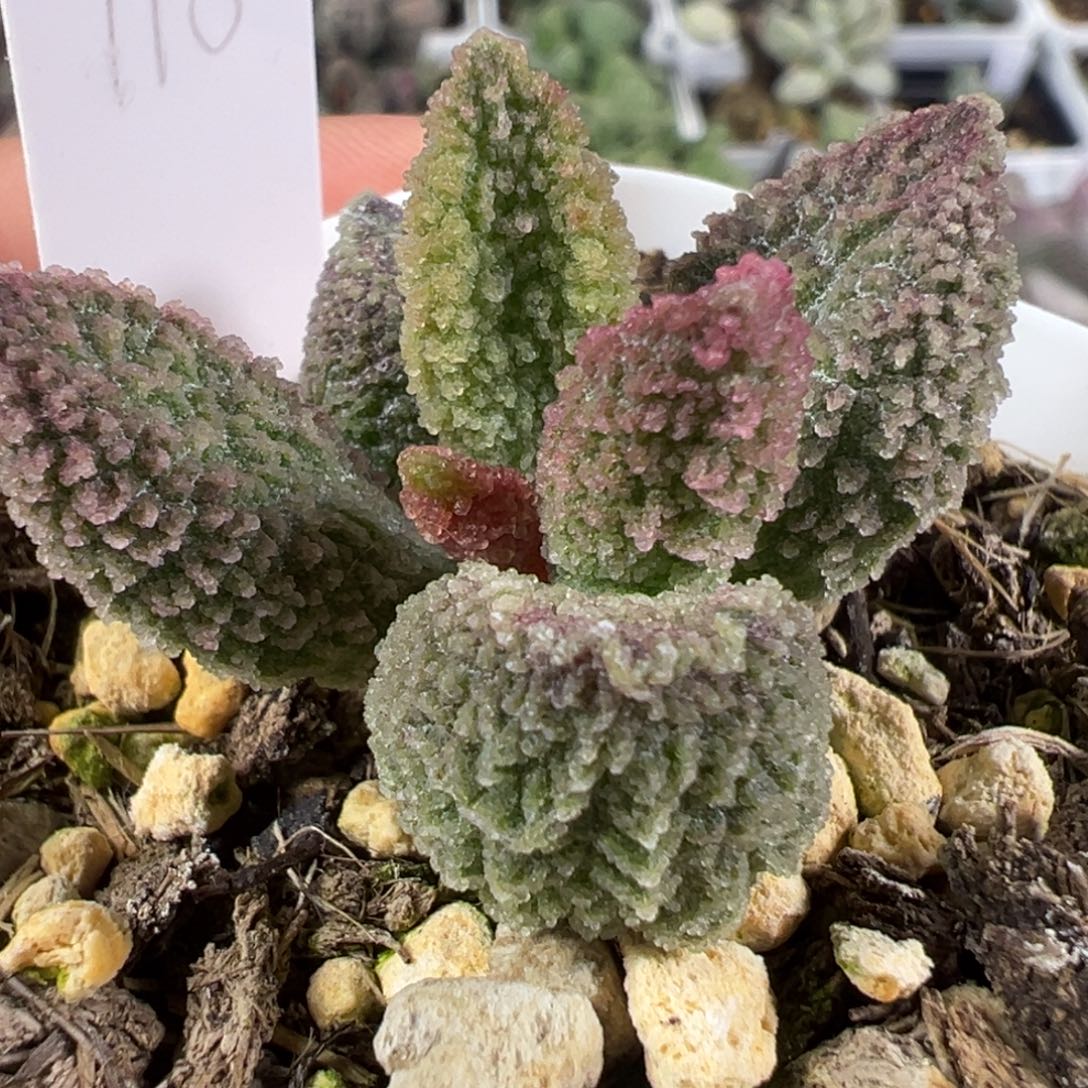 w细腻冰晶颗粒款实生新品