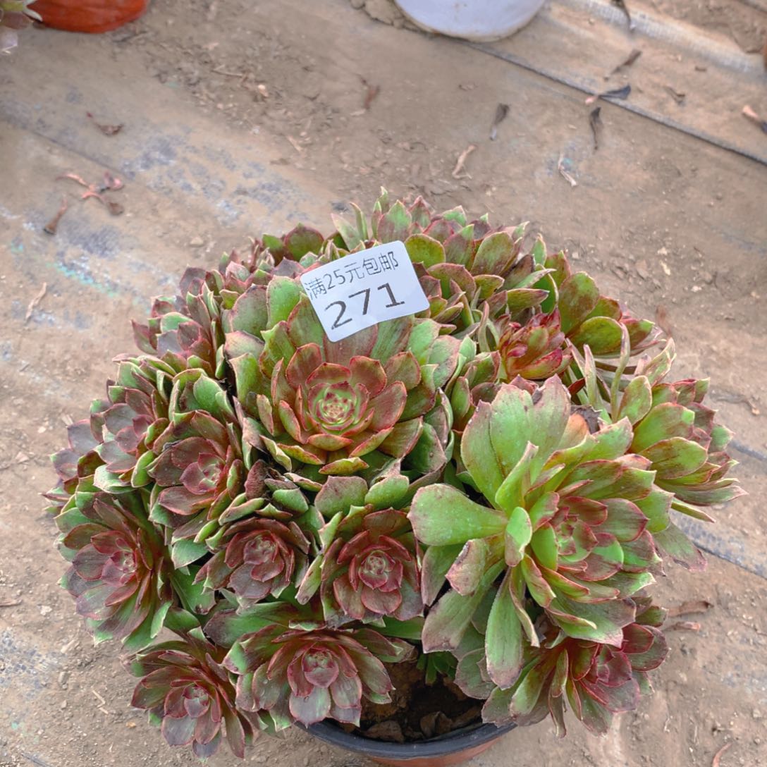 271红丝绒老桩多肉植物