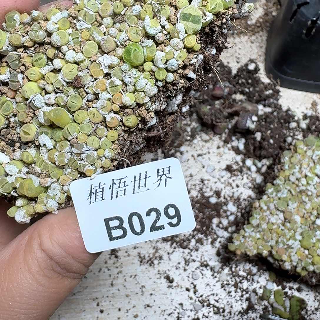 029号多肉植物哇cv