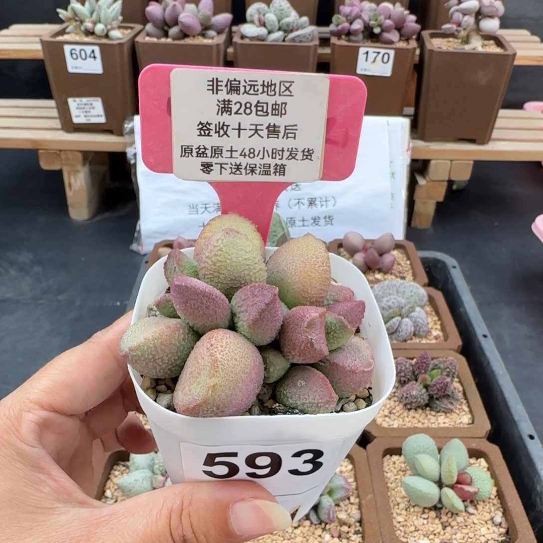 593赛猪肝多肉植物