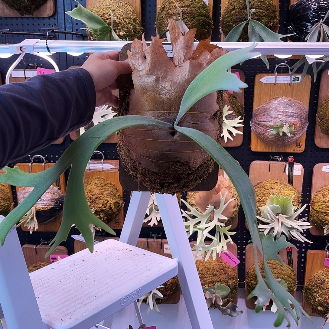 nook hs dn 鹿角蕨