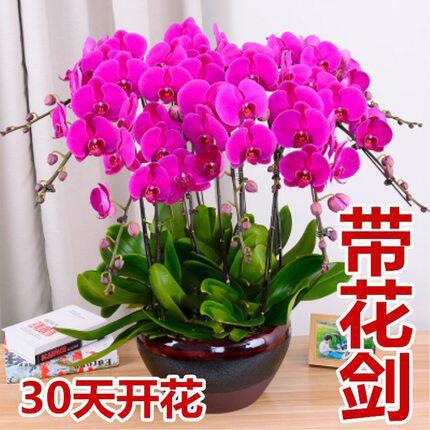 花苗花剑爆盆带花蝴蝶兰盆栽兰花养活花卉四季植物室内