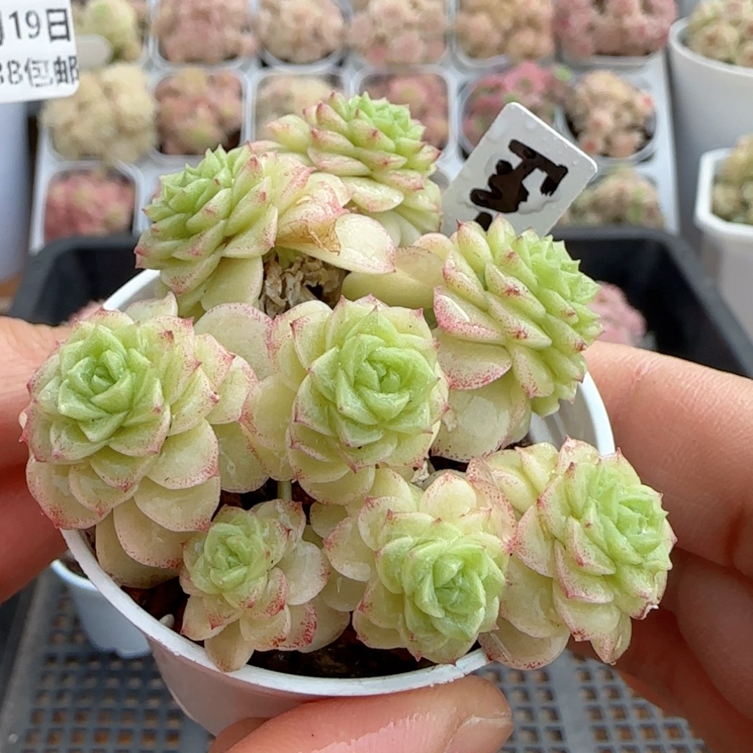 【闪购商品】0219-11（fm-31）