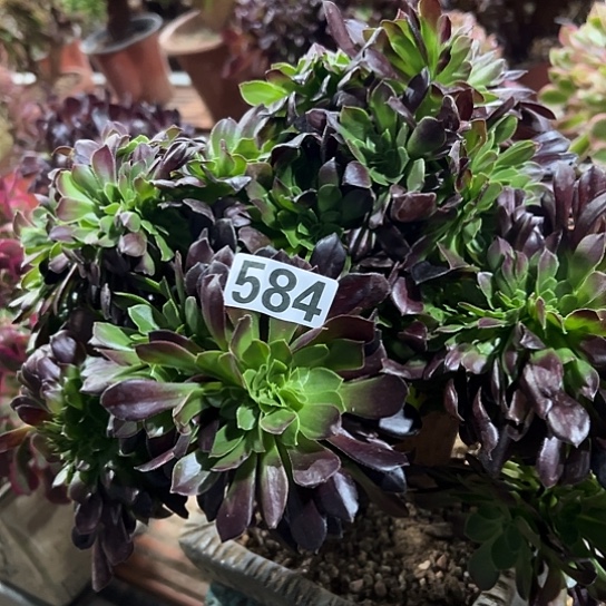 浪***人多肉植物一个欧若拉584