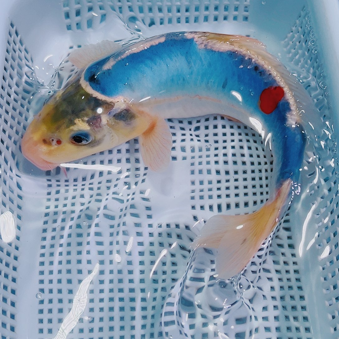 锦鲤锦鲤冷水鱼观赏鱼113