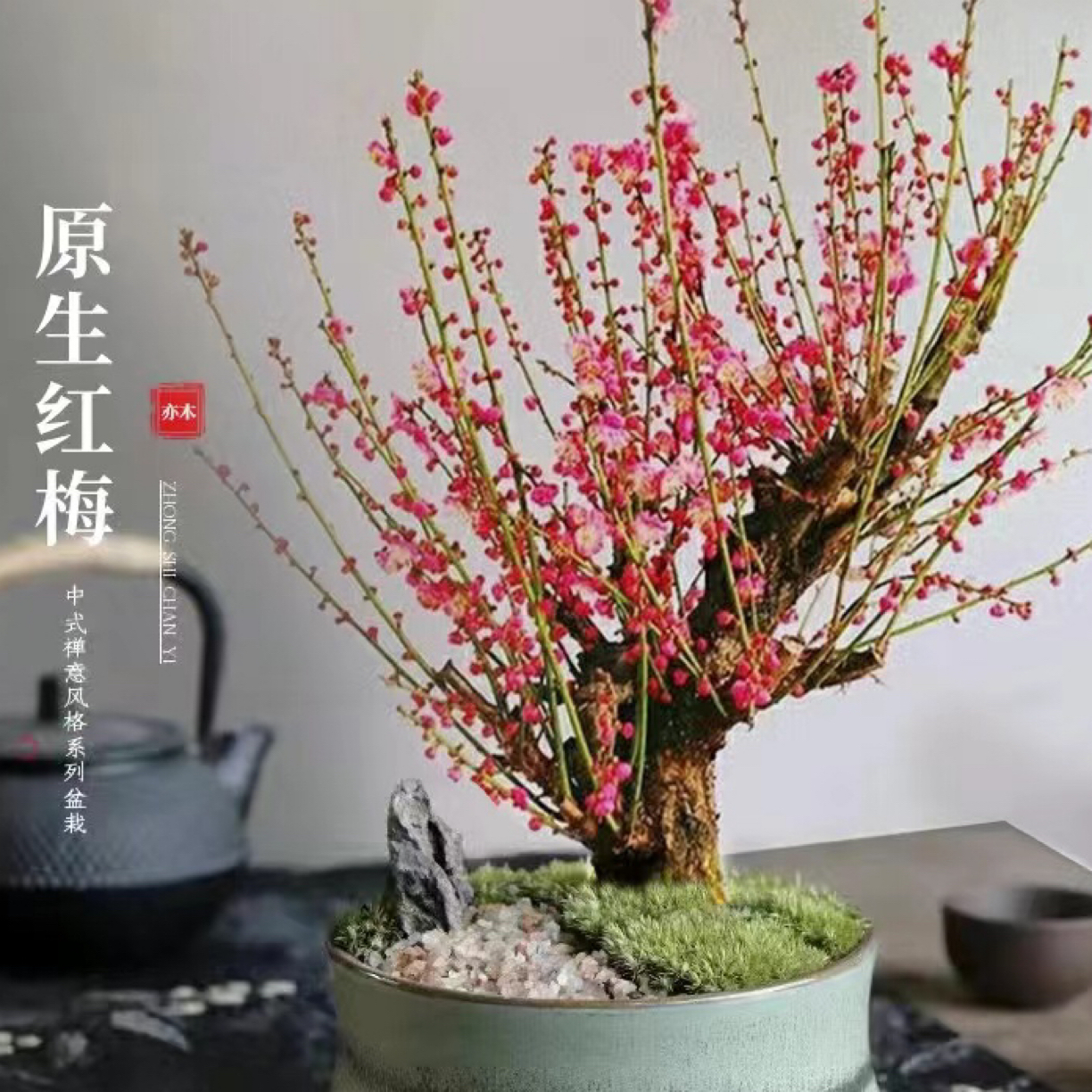 【原生红梅】传统大红梅年宵花当年开花