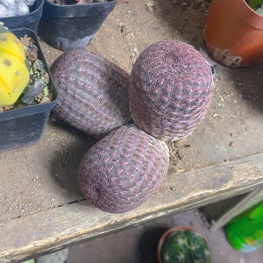 三头红太阳一物一拍