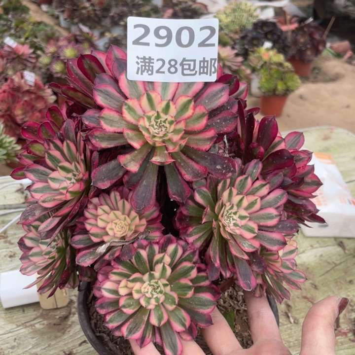 2902二号棚红铜鼓A