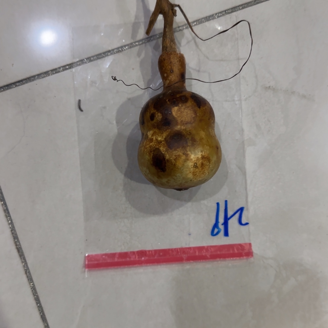 满***红葫芦来咯乐乐乐乐咯OK乐乐咯